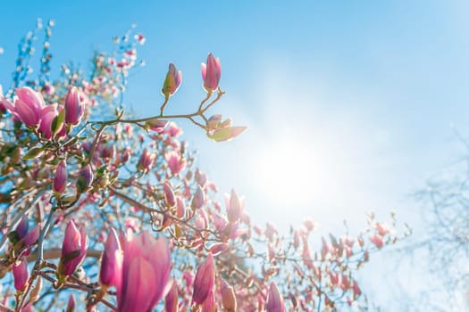 Magnolia tree branch with pink flowers in sunny day. Beautiful spring background