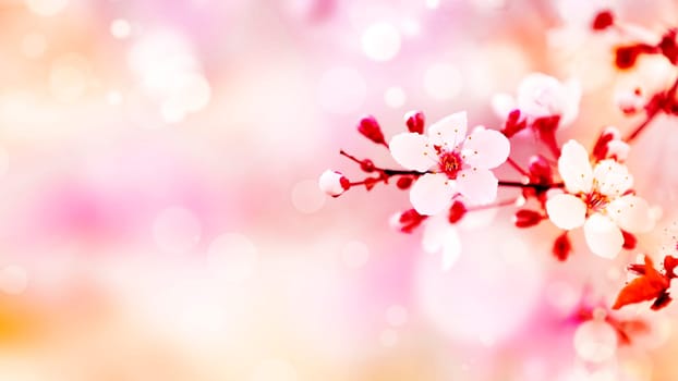 Beautiful cherry blossom in spring time with bokeh background