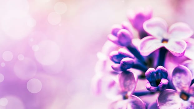 Beautiful lilac flowers on a blurred background with bokeh