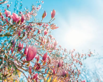 Magnolia tree branch with pink flowers in sunny day. Beautiful spring background