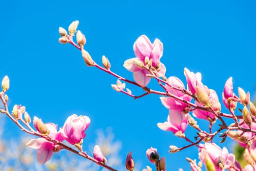 Magnolia tree branch with pink flowers in sunny day. Beautiful spring background