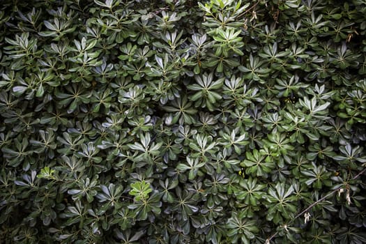 Detail of green background with outdoor plants, decoration with nature