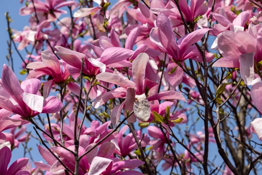 Beautiful magnolia tree blossom in spring. Pink magnolia flowers on a tree branch.