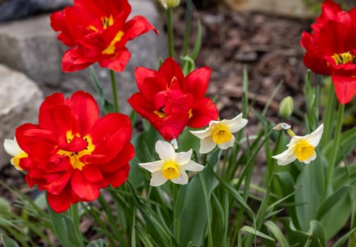 red tulips flowers blooming in a garden