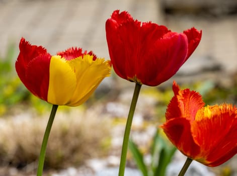 Yellow and red tulips flowers blooming in a garden