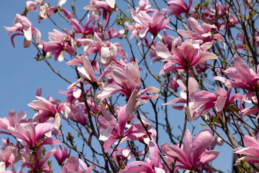 Beautiful magnolia tree blossom in spring. Pink magnolia flowers on a tree branch.