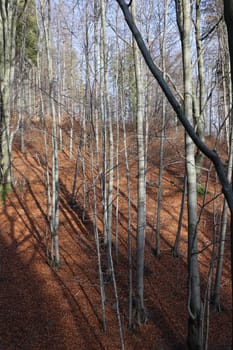 silver-beech tree trunks against the dry leaves