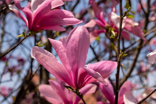 Beautiful magnolia tree blossom in spring. Pink magnolia flowers on a tree branch.