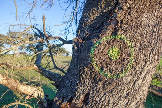 Holm oak trunk marked as root rot diseased also called la seca. Selective focus
