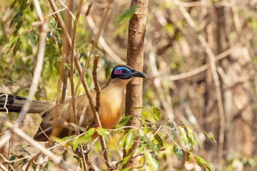 Giant coua (Coua gigas) is a bird species from the coua genus in the cuckoo family that is endemic to the dry forests of western and southern Madagascar, Kirindy Forest, Madagascar wildlife animal