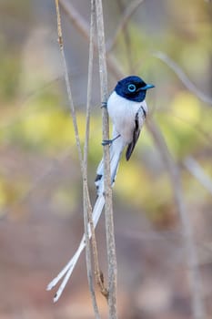 Beautiful bird Malagasy paradise flycatcher (Terpsiphone mutata), Male white phase, endemic species of bird in the family Monarchidae. Kirindy forest. Madagascar wildlife animal.