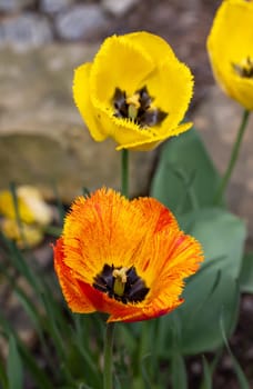 Yellow and orange tulips flowers blooming in a garden
