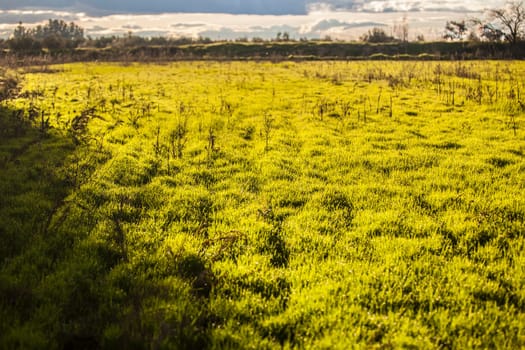 Rice field on fallow at sunset. Irregular unsown grassy ground