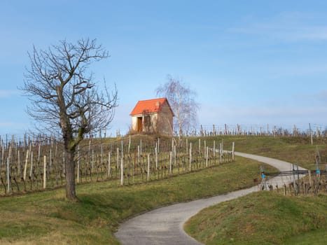 Small hut at a vineyard in middle burgenland austria
