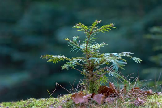 Young firs in a pine forest in Burgenland Austria