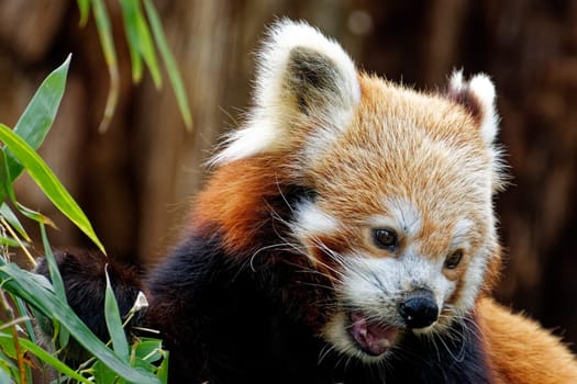 Red panda