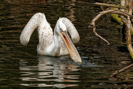 Pelican