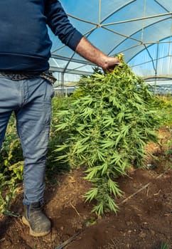 Farmer Worker with cutted Marijuana plants in hand. Organic Cannabis Sativa Female Plants with CBD. Legal marihuana plantation with medicinal cannabis for healthcare and medicine