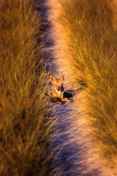 Black Backed Jakal (Canis mesomelas), Central Kalahari Game Reserve, Ghanzi, Botswana, Africa