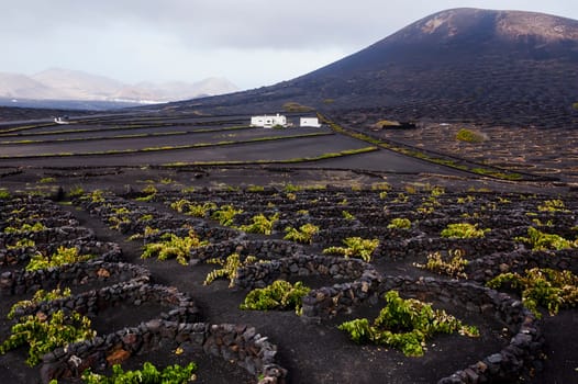 Wineferm in the vineyard region of Lanzarote, Canary Islands, Spain.