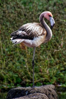 young flamingo