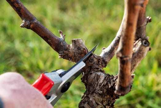 Winegrower pruning the vineyard with professional steel scissors. Traditional agriculture. Winter pruning, Guyot method.