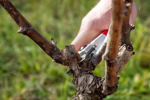 Winegrower pruning the vineyard with professional steel scissors. Traditional agriculture. Winter pruning, Guyot method.