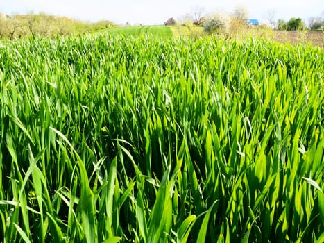 Beautiful lush green grass in the meadow or field. Winter wheat has grown on farmland. Sunny weather. Field, glade or meadow with wild vegetation. Natural background.
