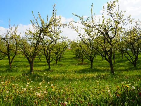 Fantastic ornamental garden with lush blooming trees on an idyllic sunny day. Blooming garden in spring. Picturesque image of trees in a charming garden. The beauty of the earth. Wonderland