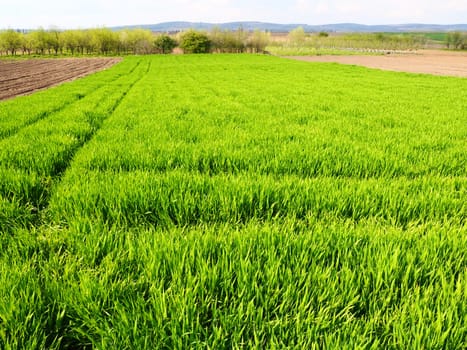 Beautiful green wheat field in countryside. Green wheat field. Green sprouts of wheat in the field. Green grass.