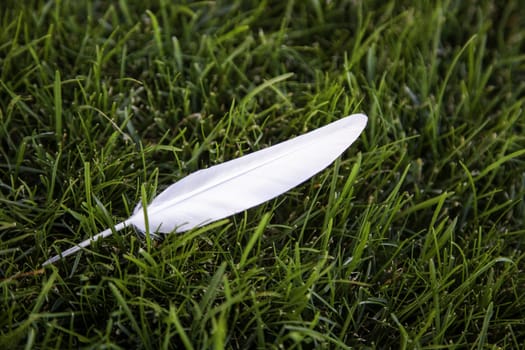 Feather detail of a bird feather fallen in the forest