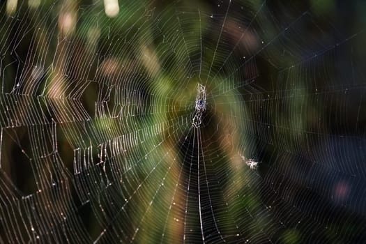 Closeup detail to large cobweb in Madagascar jungle, blurred dark green rainforest background..