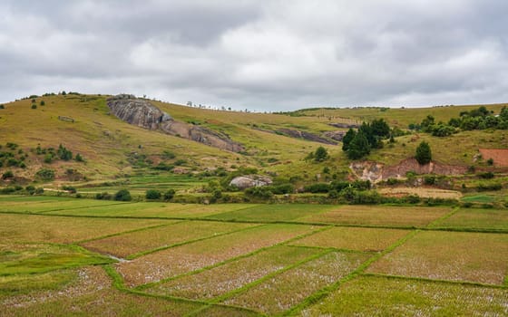 Typical Madagascar landscape - green and yellow rice terrace fields on small hills in region near Farariana.