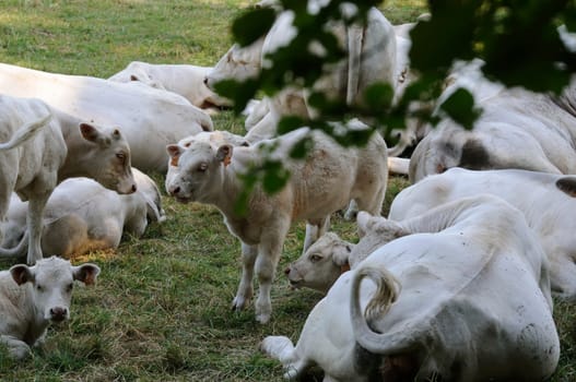 charolais cattle
