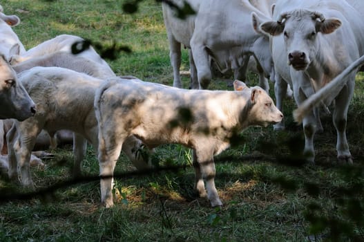 charolais cattle