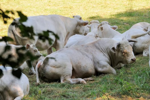 charolais cattle