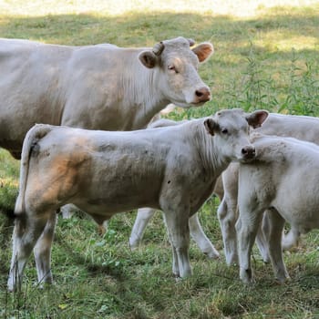 charolais cattle