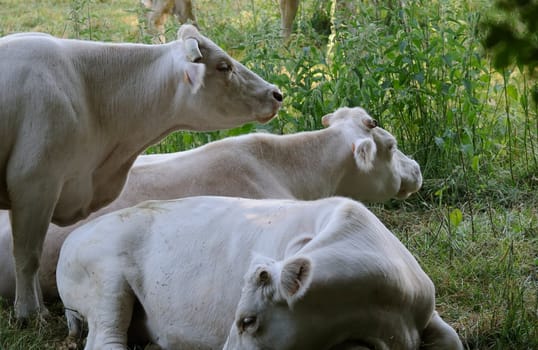 charolais cattle
