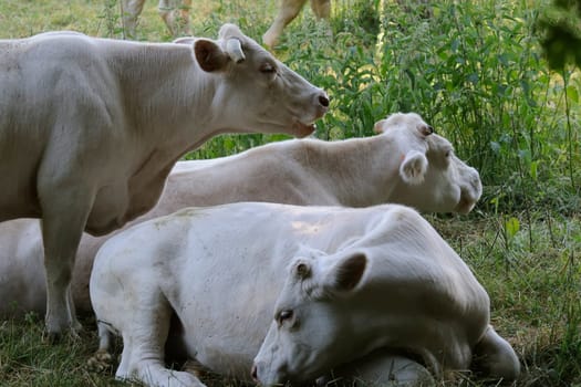charolais cattle