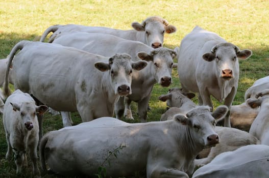 charolais cattle