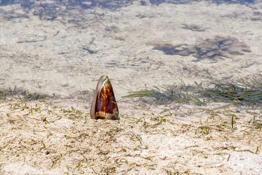 shell on the background of the sea