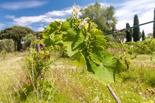 young green unripe wine grapes against the backdrop of a plantation
