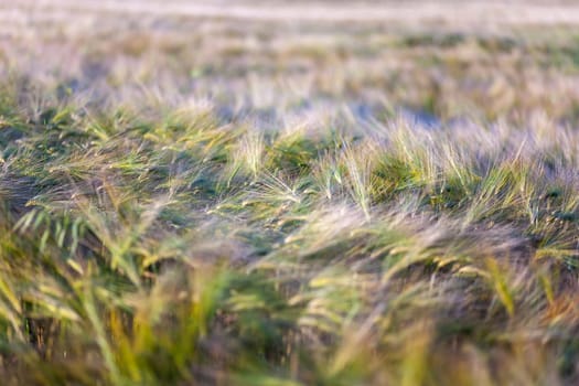Young wheat growing in green farm field close-up with dew drops