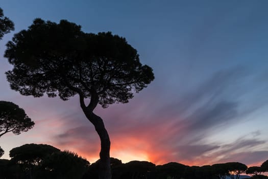 Beautiful sunset on the background of Italian pines