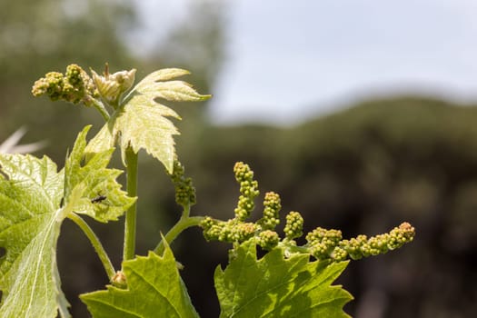 young green unripe wine grapes against the backdrop of a plantation