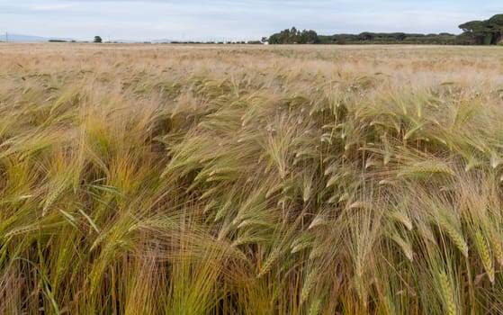 Young wheat growing in green farm field under blue sky on sunset
