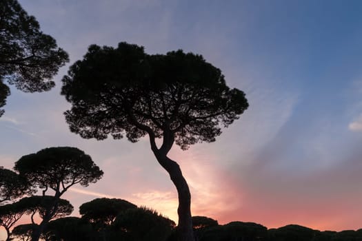 Beautiful sunset on the background of Italian pines
