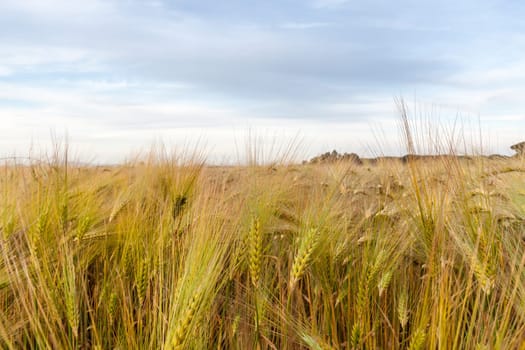 Young wheat growing in green farm field under cloudy blue sky