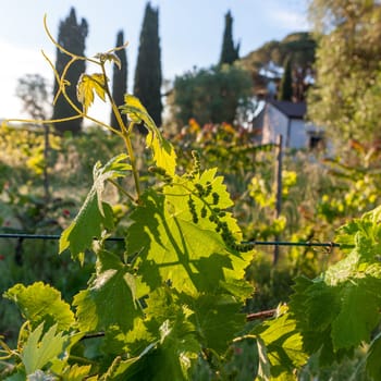 young green unripe wine grapes against the backdrop of a plantation