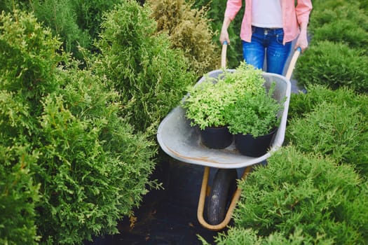 Female carrying green plants in wheelbarrow